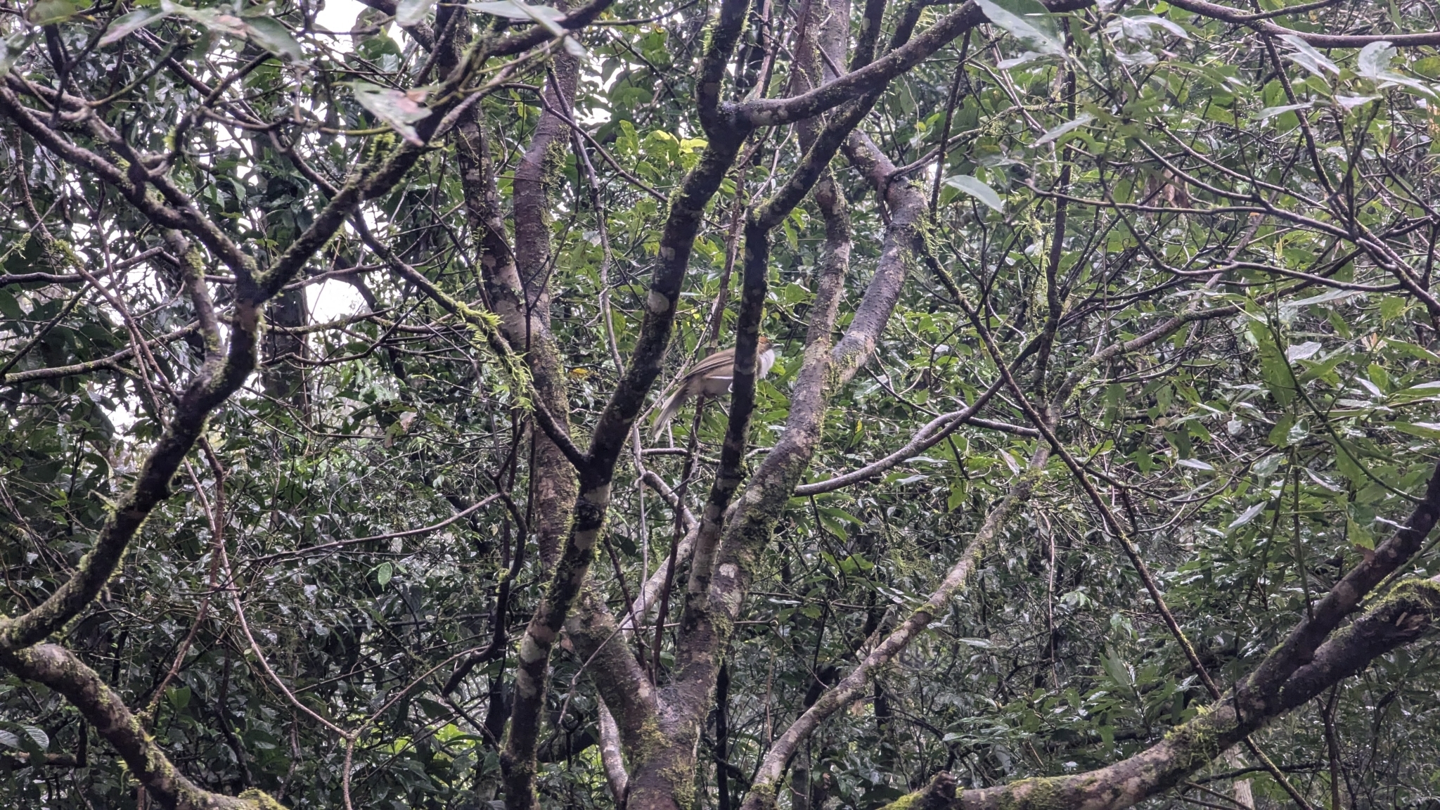 Rufous-crowned Laughingthrush