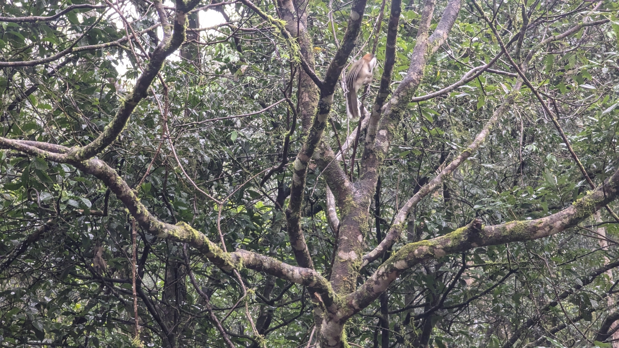 Rufous-crowned Laughingthrush