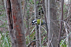 Falcunculus frontatus