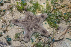 Goniodiscaster scaber