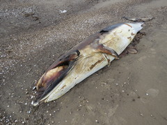 Balaenoptera bonaerensis