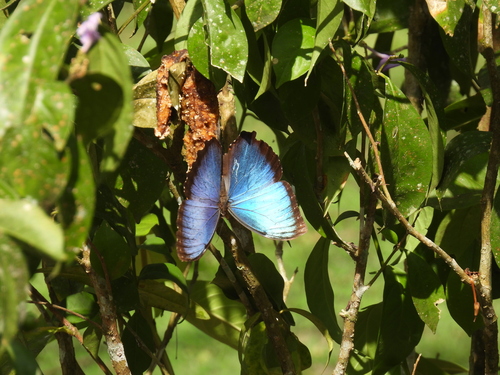 Blue morpho