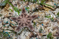 Goniodiscaster scaber