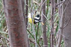 Falcunculus frontatus