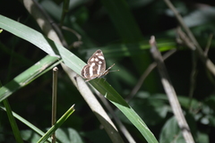 Dynamine postverta mexicana