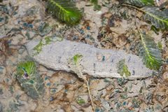 Holothuria scabra