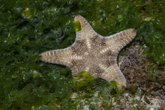 Goniodiscaster scaber