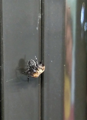 Nuctenea silvicultrix