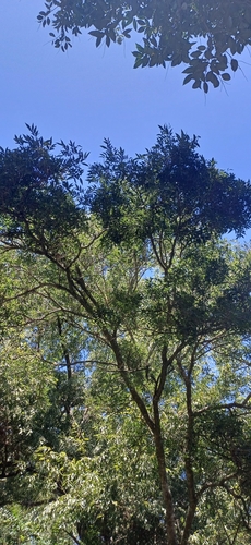 Foto de Timbó