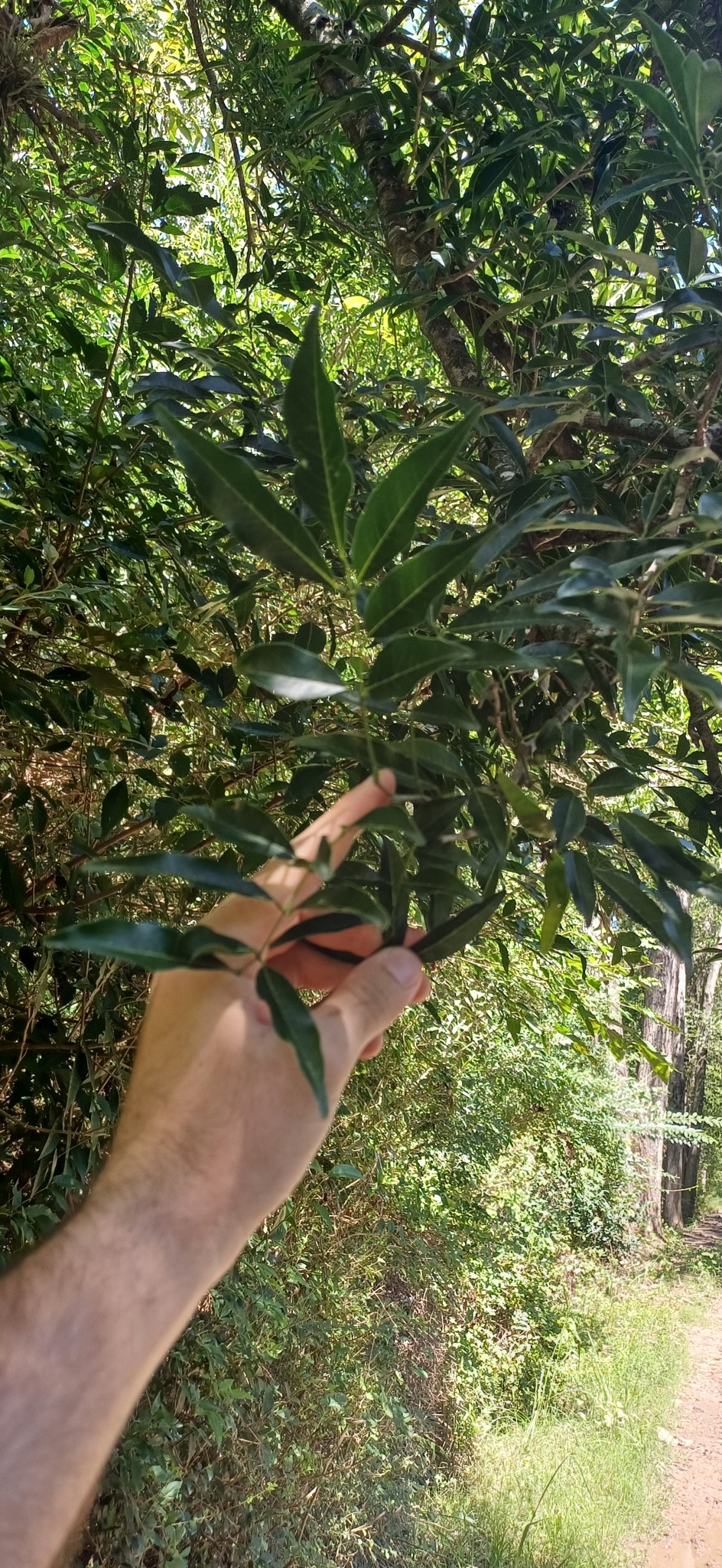 Imagem de Timbó