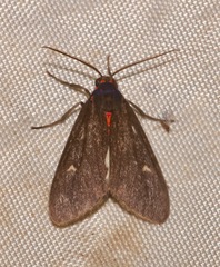 Euchaetes zella