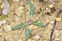 Vesper macrorhizus, photograph Michelle W. （鍾偉瑋）, CC BY, iNaturalist via GBIF