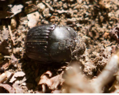 Phanaeus triangularis