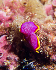 Pseudoceros ferrugineus