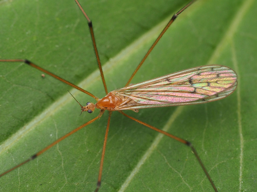 Cladura flavoferruginea Osten Sacken, 1860