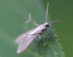 Schreckensteinia erythriella