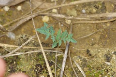 Vesper macrorhizus, photograph Michelle W. （鍾偉瑋）, CC BY, iNaturalist via GBIF