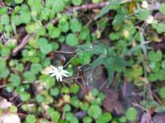 Stellaria vestita