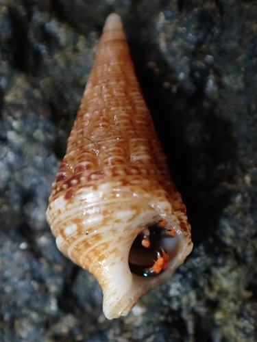 Rhinoclavis gemmata observed 2025-02-16