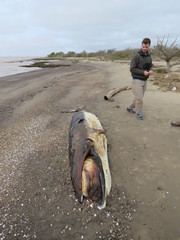Balaenoptera bonaerensis