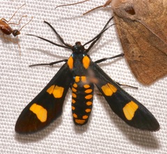 Phoenicoprocta hampsonii