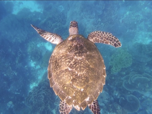 Hawksbill Sea Turtle — seen at this dive site