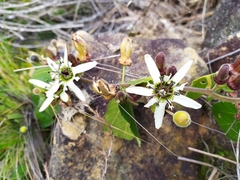 Passiflora bogotensis