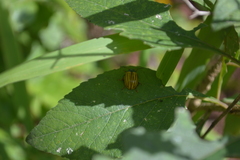 Leptinotarsa calceata