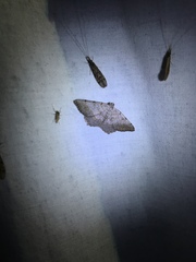 Digrammia ocellinata