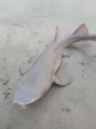 Pacific Nurse Shark (Ginglymostoma unami)