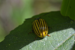 Leptinotarsa calceata