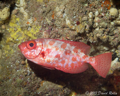Heteropriacanthus carolinus