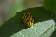 Leptinotarsa calceata