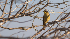 Purple-Gaped Honeyeater photo 2