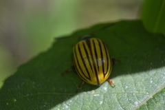 Leptinotarsa calceata