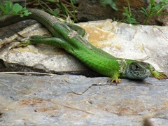 Lacerta viridis viridis