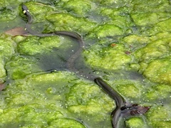 Natrix natrix natrix