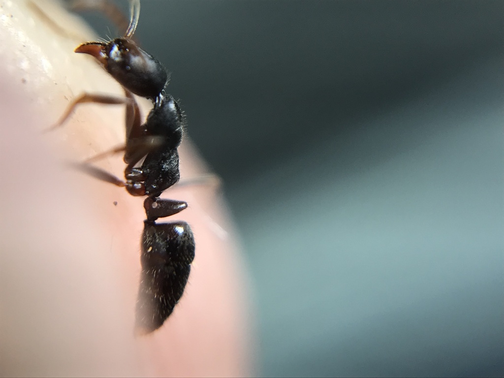 Hypoponera foreli