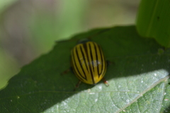 Leptinotarsa calceata