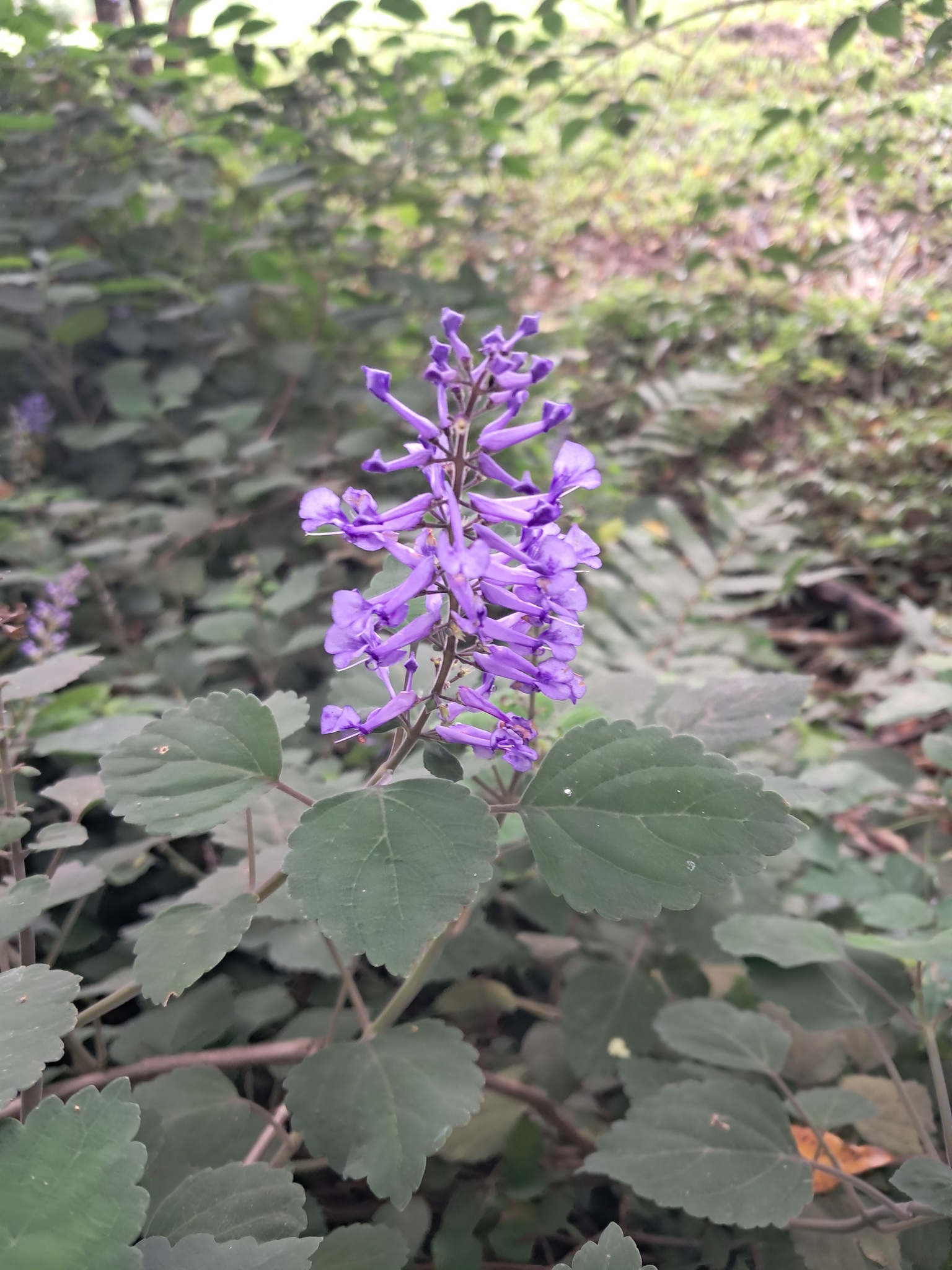 Imagem de Lavanda-do-zulu