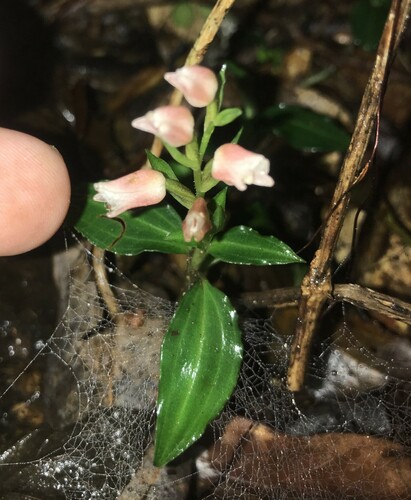 Image of Short-Raceme Rattlesnake Plantain (Goodyera henryi) by no rights reserved