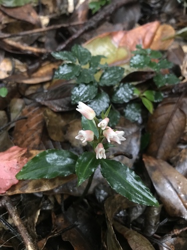 Image of Goodyera henryi by no rights reserved