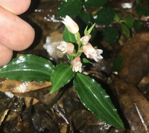 Short-raceme rattlesnake plantain (Goodyera henryi)