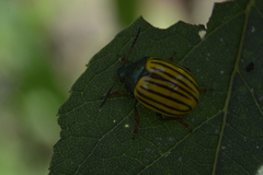 Leptinotarsa calceata