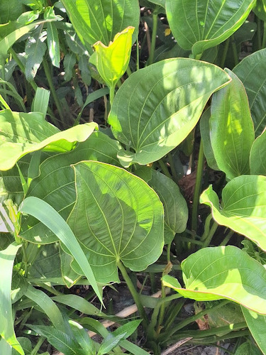 Foto de Amazônia