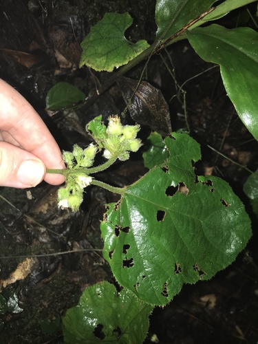 Image of Rubus buergeri by no rights reserved