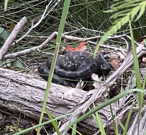 Coastal Carpet Python sighting