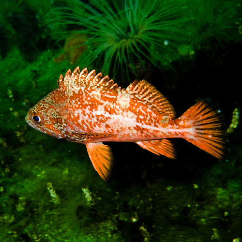 Sebastes miniatus