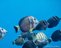 Acanthurus guttatus