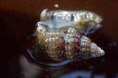 Nassarius mendicus